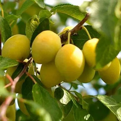 Слива ОЧАКОВСКАЯ ЖЕЛТАЯ  Слива ОЧАКОВСКАЯ ЖЕЛТАЯ в Раменском