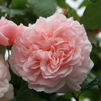 Саженцы роз РОЗ ДЕ ТОЛБИАК плетистая  Саженцы роз РОЗ ДЕ ТОЛБИАК плетистая в Раменском