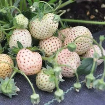 Клубника АНАНАСА ремонтантная в Раменском