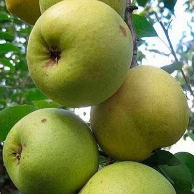 Груша РОГНЕДА  Груша РОГНЕДА в Раменском