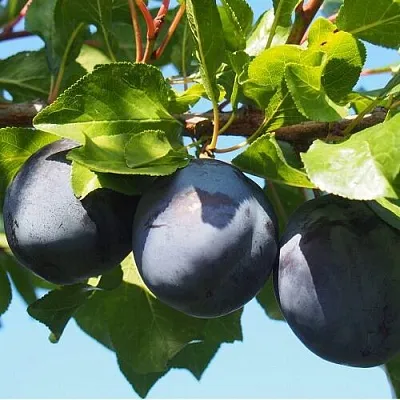 Слива ВОЛАТ  Слива ВОЛАТ в Раменском