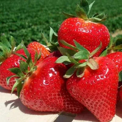 Клубника ДЖОЛИ  Клубника ДЖОЛИ в Раменском