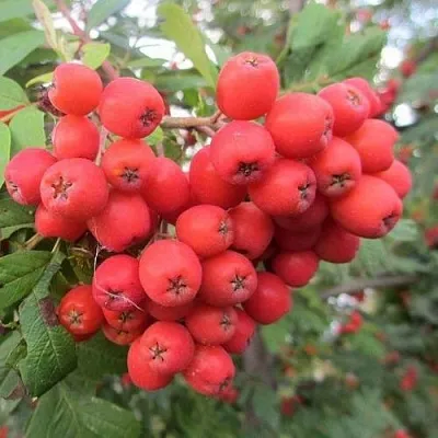 Рябина НЕВЕЖИНСКАЯ сладкоплодная  Рябина НЕВЕЖИНСКАЯ сладкоплодная в Раменском