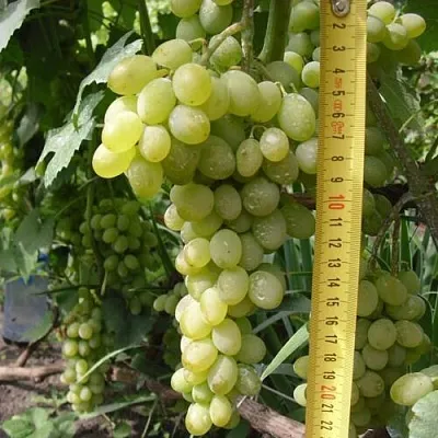 Виноград АНАНАСНЫЙ РАННИЙ  Виноград АНАНАСНЫЙ РАННИЙ в Раменском