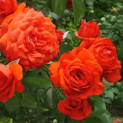 Саженцы роз МАЙНТАУЭР плетистая  Саженцы роз МАЙНТАУЭР плетистая в Раменском