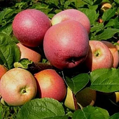 Яблоня СЛАВА ПОБЕДИТЕЛЯМ  Яблоня СЛАВА ПОБЕДИТЕЛЯМ в Раменском