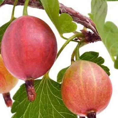 Крыжовник ЯРКИЙ в Раменском