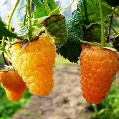 Малина ОРАНЖЕВОЕ ЧУДО  Малина ОРАНЖЕВОЕ ЧУДО в Раменском