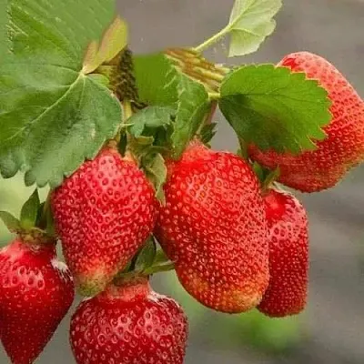 Клубника АЗИЯ  Клубника АЗИЯ в Раменском