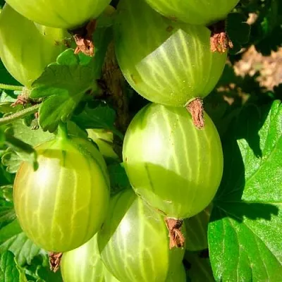 Крыжовник МАЛАХИТ в Раменском