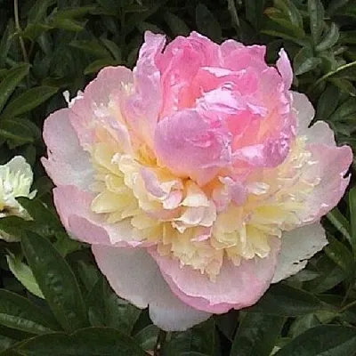 Пион РАСБЕРРИ САНДЕЙ травянистый  Пион РАСБЕРРИ САНДЕЙ травянистый в Раменском