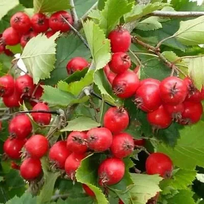 Боярышник СВАЯК в Раменском