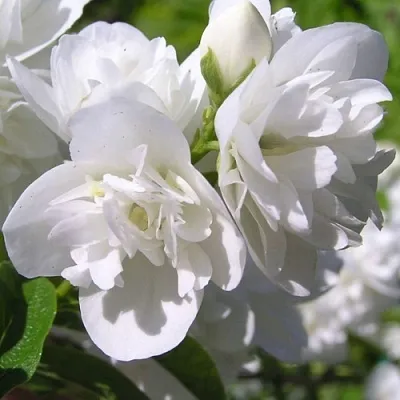 Жасмин ЖИРАНДОЛЬ  Жасмин ЖИРАНДОЛЬ в Раменском