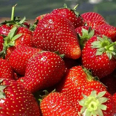 Клубника ПИРЧИНКЬЮ  Клубника ПИРЧИНКЬЮ в Раменском