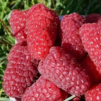 Малина САМОСВАЛ  Малина САМОСВАЛ в Раменском