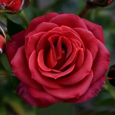 Саженцы роз ЧОКОЧИНО спрей  Саженцы роз ЧОКОЧИНО спрей в Раменском