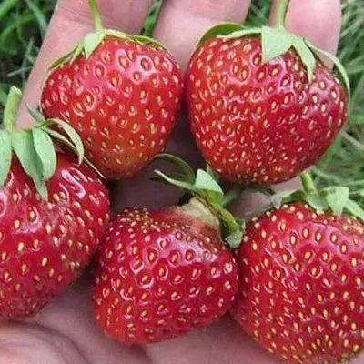 Клубника ВИМА ЗАНТА  Клубника ВИМА ЗАНТА в Раменском