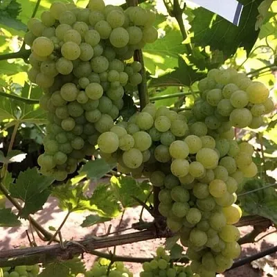 Виноград КИШМИШ 311  Виноград КИШМИШ 311 в Раменском