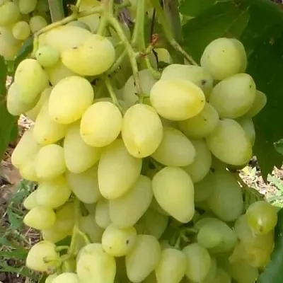 Виноград ЗАРНИЦА  Виноград ЗАРНИЦА в Раменском