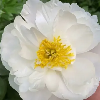 Пион ДУБЛИН травянистый  Пион ДУБЛИН травянистый в Раменском