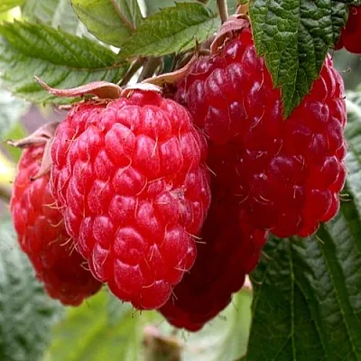 Малина КВЕЛЛИ  Малина КВЕЛЛИ в Раменском