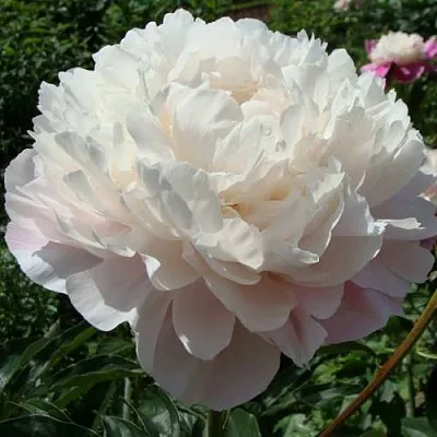 Пион ВОГ травянистый  Пион ВОГ травянистый в Раменском