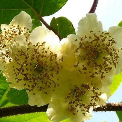 Актинидия АТЛАС (МУЖСКОЙ)  Актинидия АТЛАС (МУЖСКОЙ) в Раменском