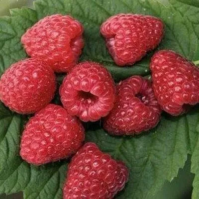 Малина ЗЮГАНА  Малина ЗЮГАНА в Раменском