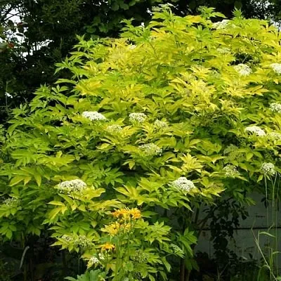 Бузина черная АУРЕА  Бузина черная АУРЕА в Раменском