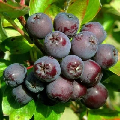 Рябина ЛИКЁРНАЯ сладкоплодная — описание сорта Рябина ЛИКЁРНАЯ сладкоплодная в Раменском