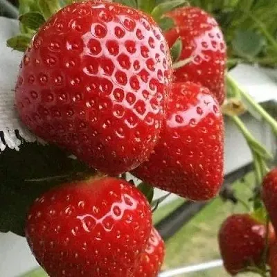 Клубника АРГЕНТЕРА  Клубника АРГЕНТЕРА в Раменском