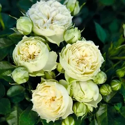 Саженцы роз БЛАНШЕТТ спрей  Саженцы роз БЛАНШЕТТ спрей в Раменском