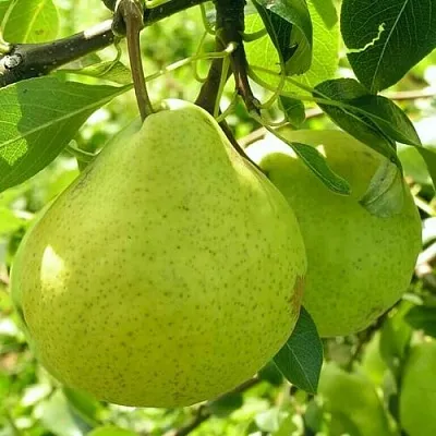 Груша ДАЛИКОР колонновидная  Груша ДАЛИКОР колонновидная в Раменском