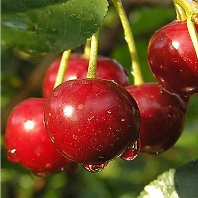 Дюк ПРЕВОСХОДНАЯ ВЕНЬЯМИНОВА  Дюк ПРЕВОСХОДНАЯ ВЕНЬЯМИНОВА в Раменском