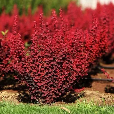 Барбарис ОРАНЖ РОКЕТ тунберга в Раменском