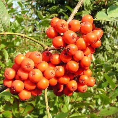 Рябина КОНЦЕНТРА сладкоплодная  Рябина КОНЦЕНТРА сладкоплодная в Раменском