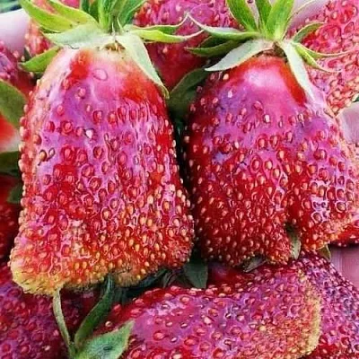 Клубника КУПЧИХА  Клубника КУПЧИХА в Раменском