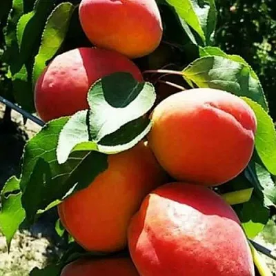 Абрикос ДЖУМБО КОТ  Абрикос ДЖУМБО КОТ в Раменском