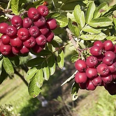 Рябина БУРКА сладкоплодная  Рябина БУРКА сладкоплодная в Раменском