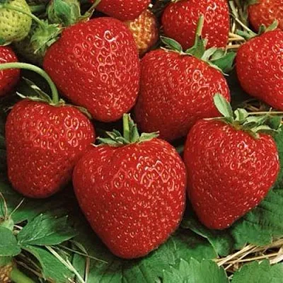 Клубника КОРОНА  Клубника КОРОНА в Раменском