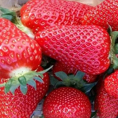 Клубника АМИ  Клубника АМИ в Раменском