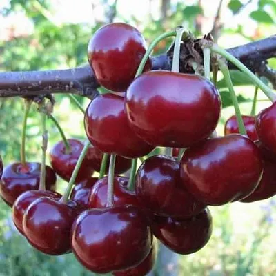 Дюк ИВАНОВНА  Дюк ИВАНОВНА в Раменском