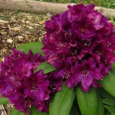 Рододендрон ПОЛАРНАХТ в Раменском