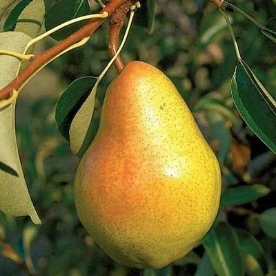 Груша ВЕЛЕСА  Груша ВЕЛЕСА в Раменском