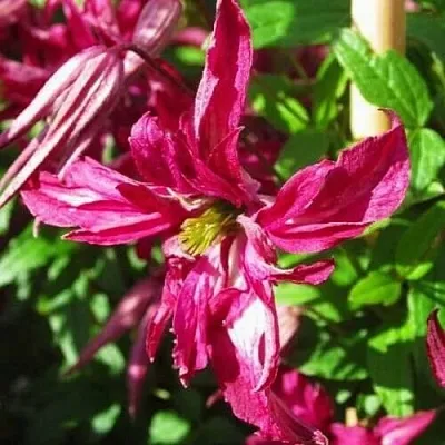 Клематис РОЗАЛИН в Раменском