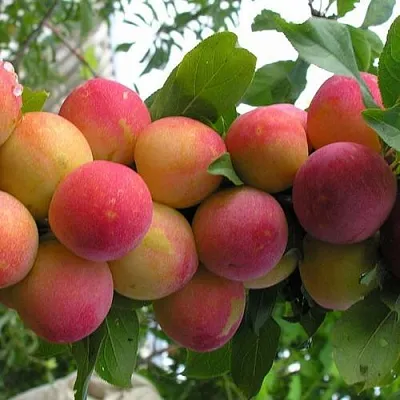 Слива СКОРОПЛОДНАЯ  Слива СКОРОПЛОДНАЯ в Раменском