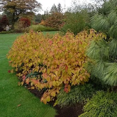 Дерен  АННА ВИНТЕР ОРАНЖ кроваво-красный    Дерен  АННА ВИНТЕР ОРАНЖ кроваво-красный   в Раменском