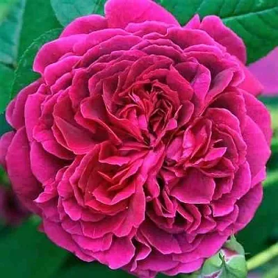 Саженцы роз ВИЛЬЯМ ШЕКСПИР английская  Саженцы роз ВИЛЬЯМ ШЕКСПИР английская в Раменском