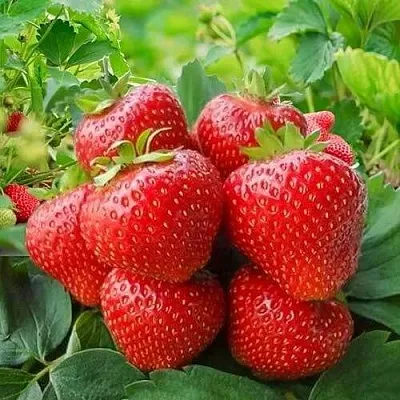 Клубника КИМБЕРЛИ  Клубника КИМБЕРЛИ в Раменском