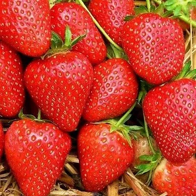 Клубника КВИКИ  Клубника КВИКИ в Раменском